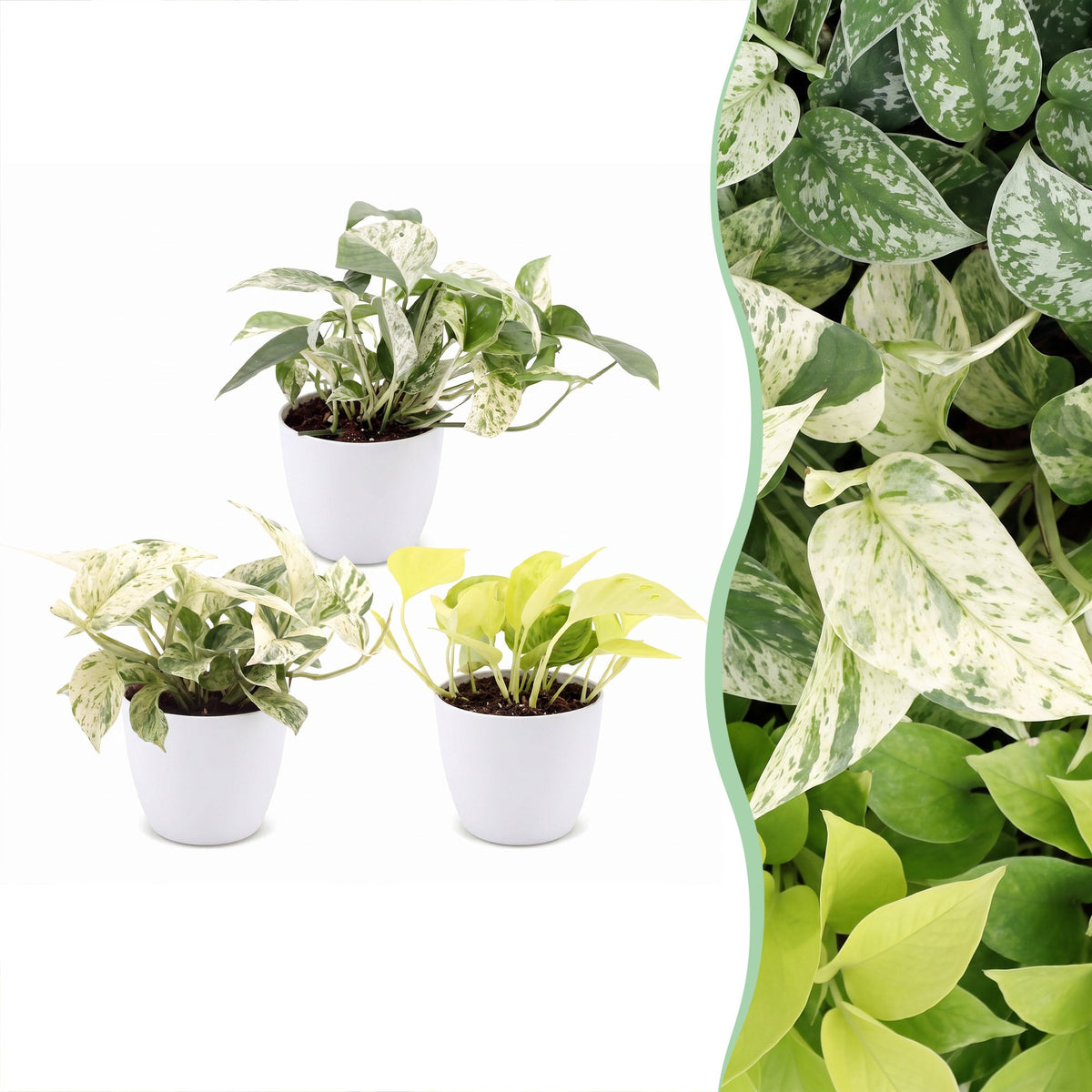3x Epipremnum Tricolour - Yellow - Green - Cream - Tropical - incl. white pot - Ø6cm - ↕20-25cm