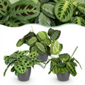 Green boutiQ - Zimmerpflanze - Marantha Silverband, Marantha Lemon Lime, Marantha Kerchoveana - Gebetspflanze - Haustierfreundliche Pflanze - Grün - 3 Pflanzen - mit grauem Übertopf - Topf 12 cm - Höhe 25 cm