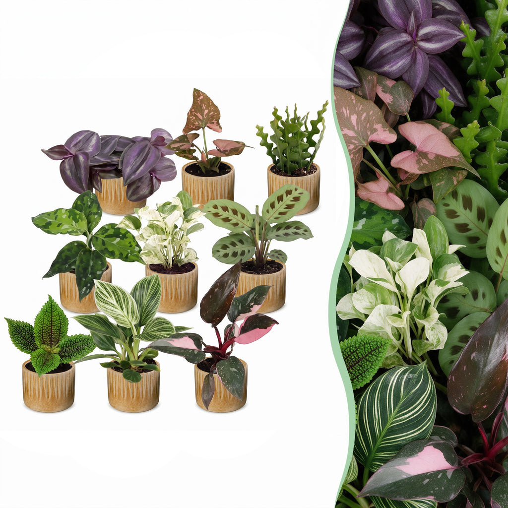 9x Baby Plants Surprise Box - Baby Plants Surprise Box - Various colours - Tropical - incl. Linnea Honey - Ø6cm - ↕5-15cm