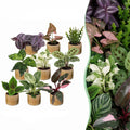 9x Baby Plants Surprise Box - Baby Plants Surprise Box - Various colours - Tropical - incl. Linnea Honey - Ø6cm - ↕5-15cm