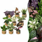 9x Baby Plants Surprise Box - Baby Plants Surprise Box - Various colours - Tropical - incl. Linnea Honey - Ø6cm - ↕5-15cm
