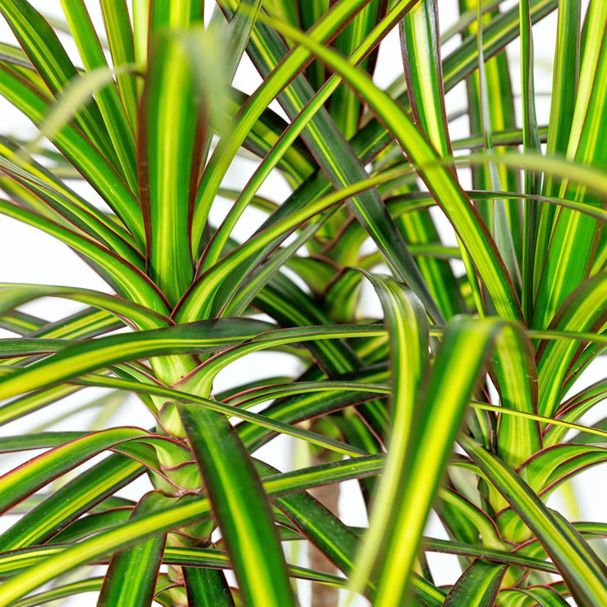 Green BoutiQ - Le vert, c'est... Plantes d'intérieur - Dracaena Sunray - Dragonnier - Entretien facile - Vert - 2 Plantes - Pot 17cm - Hauteur 70-75cm