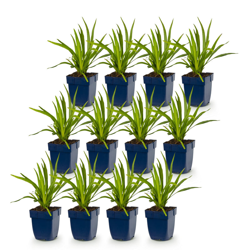 Green boutiQ - Vasteplant - Liatris Duo - Lampenpoetserplant - Bijen- en vlinderlokkers - Roze - Wit - 12 Planten - Pot 11cm - Hoogte 15-25cm