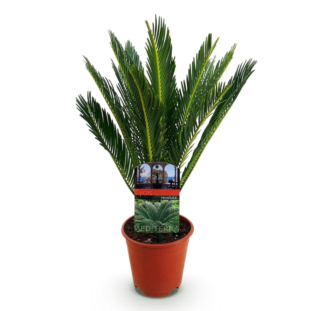 Green boutiQ - Plante d'intérieur - Cycas revoluta - Palmier sagou - Peu d'entretien - Vert - 1 - Pot 15cm - Hauteur 45-55cm