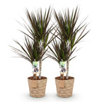 Green BoutiQ - Green is... Plantes d'intérieur - Dracaena Magenta - Dragonnier - Peu d'entretien - avec panier - Vert - 2 Plantes - Pot 17cm - Hauteur 70-80cm