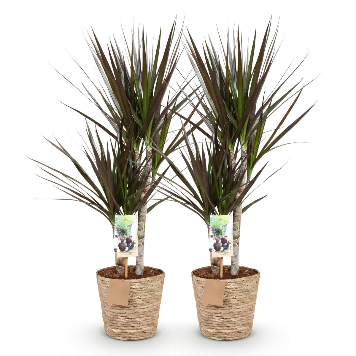 Green BoutiQ - Green is... Plantes d'intérieur - Dracaena Magenta - Dragonnier - Peu d'entretien - avec panier - Vert - 2 Plantes - Pot 17cm - Hauteur 70-80cm