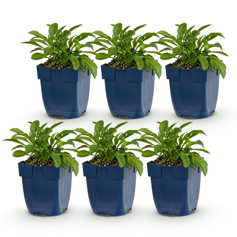 Green boutiQ - Vasteplant - Campanula persicifolia - Perzikbladklokje - Bijen en Vlinderlokkers - Blauw - 6 Planten - Pot 11cm - Hoogte 15-25cm