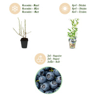 Green boutiQ - Fruitplanten - Blauwe Bes - Vaccinium corymbossum Northland - Winterhard - 6 Planten - Pot 9 cm - Blauwe Bes