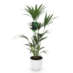 Green boutiQ - Plante d'intérieur - Howea Forsteriana - Palmier Kentia - Facile d'entretien - Vert - 1 Plante - avec Pot Blanc - Pot 21cm - Hauteur 120-130cm