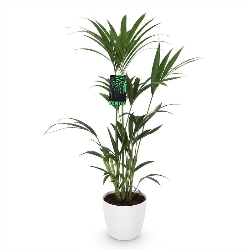 Green boutiQ - Kamerplant - Howea Forsteriana - Kentia Palm - Weinig Onderhoud - Groen - 1 Plant - met Potter Wit - Pot 21cm - Hoogte 120-130cm