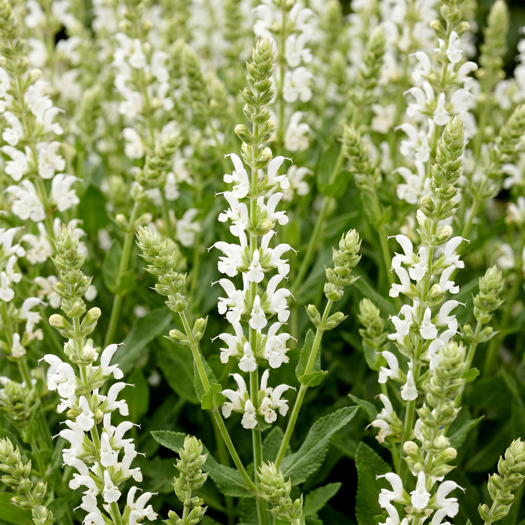 Green boutiQ - Plante vivace - Salvia nem. Schneehügel - Sauge - Attire les abeilles et les papillons - Blanc - 6 plantes - Pot 11cm - Hauteur 15-25cm