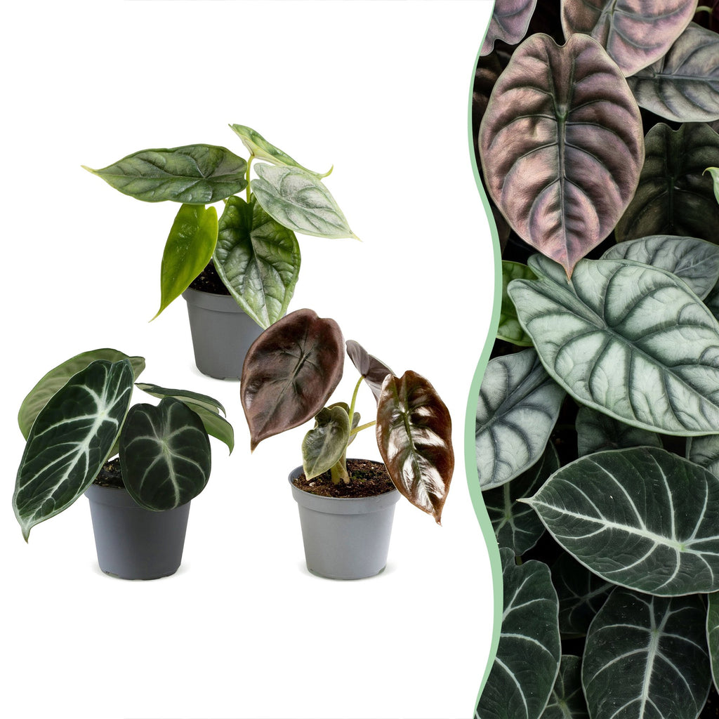3x Baby Alocasia Tricolour - Red - Green - Black - Tropical - Ø6cm - ↕12cm