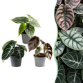 3x Baby Alocasia Tricolour - Red - Green - Black - Tropical - Ø6cm - ↕12cm