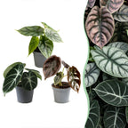 3x Baby Alocasia Tricolour - Red - Green - Black - Tropical - Ø6cm - ↕12cm