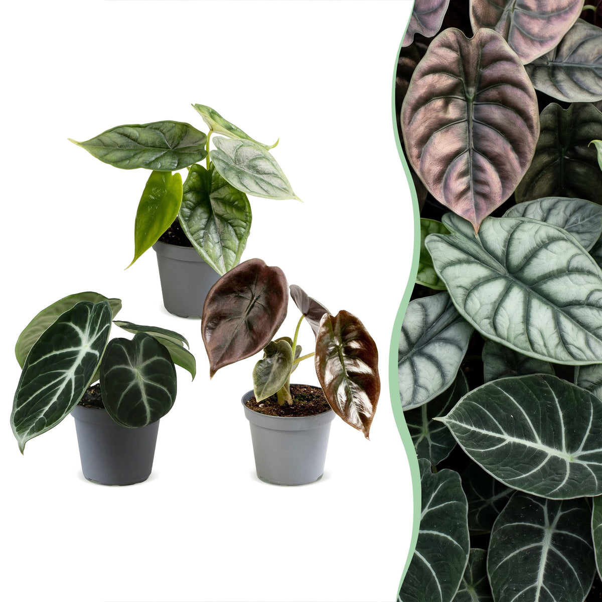 3x Baby Alocasia Tricolour - Red - Green - Black - Tropical - Ø6cm - ↕12cm