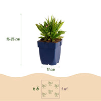 Green boutiQ - Vasteplant - Aster Wood's Pink - Pluimspirea - Bijen en Vlinderlokkers - Roze - 1 Plant - Pot 11cm - Hoogte 15-25cm