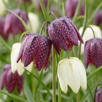 240x Fritillaria Meleagris Mix - Kievitsbloem mix - Paars en Wit - Verwilderingsbol - Bolmaat 6/7
