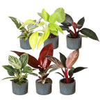 6x Baby Philodendron Family - White - Pink - Yellow - Green - Red - Tropical - incl. Linnea Misty Blue - Ø6cm - ↕10-15cm