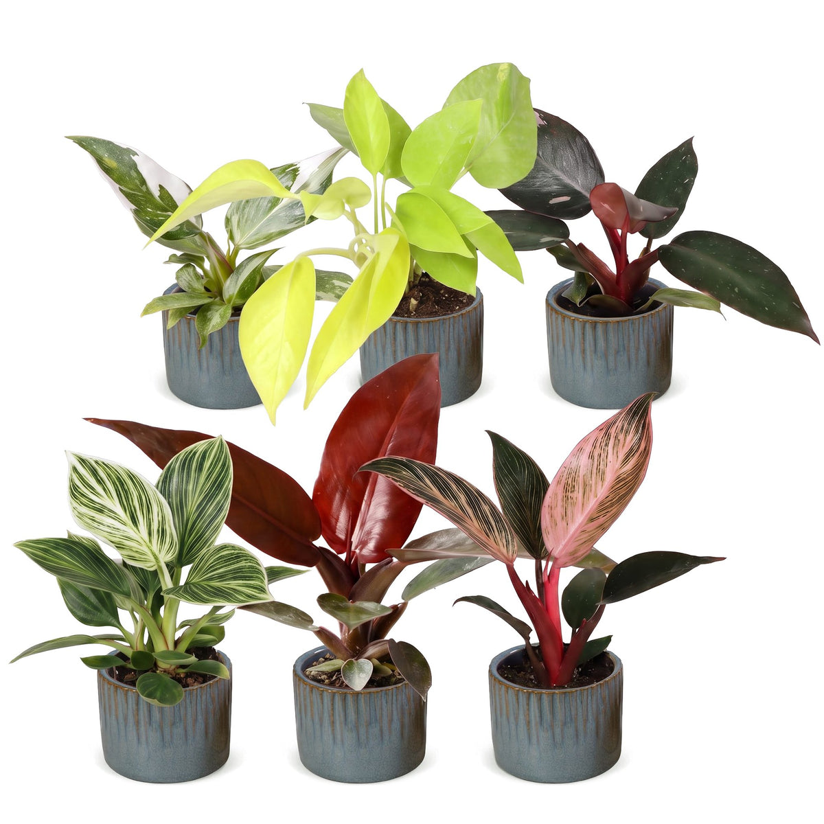 6x Baby Philodendron Family - White - Pink - Yellow - Green - Red - Tropical - incl. Linnea Misty Blue - Ø6cm - ↕10-15cm