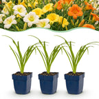 Green boutiQ - Stauden - Hemerocallis Tricolor - Taglilie - Bienen- und Schmetterlingsmagnet - Creme - Gelb - Rot - 6 Pflanzen - Topf 11 cm - Höhe 15-25 cm