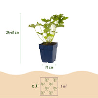 Green boutiQ - Borderpakket - Kleur Wit - 8 Vaste planten - 1 m2 - Diversen kleuren - Weinig Onderhoud - Pot 11cm