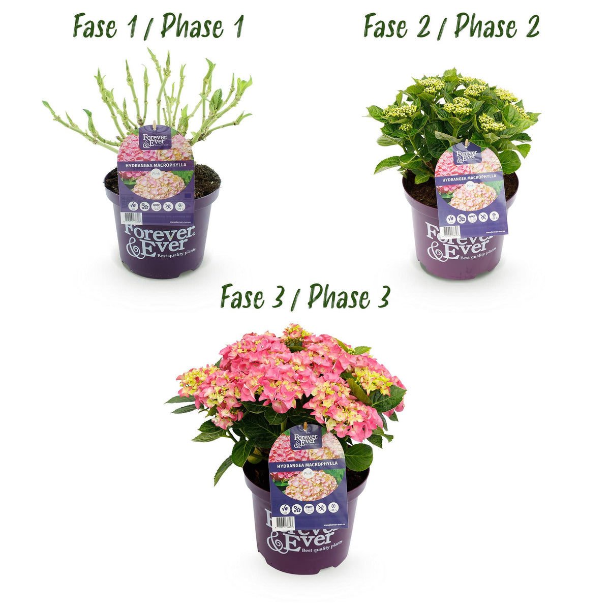 Green boutiQ - Plante de terrasse - Hortensia - Hydrangea Forever & Ever - Rose - 7-12 fleurs - 2 plantes - Pot 23 cm Hauteur 55 cm