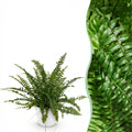 Green boutiQ - Plante d'intérieur - Nephrolepsis exaltata Green Lady - Fougère - Plante adaptée aux animaux de compagnie - Vert - 1 plante - avec pot blanc - Pot 12cm - Hauteur 25cm
