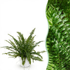 Green boutiQ - Plante d'intérieur - Nephrolepsis exaltata Green Lady - Fougère - Plante adaptée aux animaux de compagnie - Vert - 1 plante - avec pot blanc - Pot 12cm - Hauteur 25cm