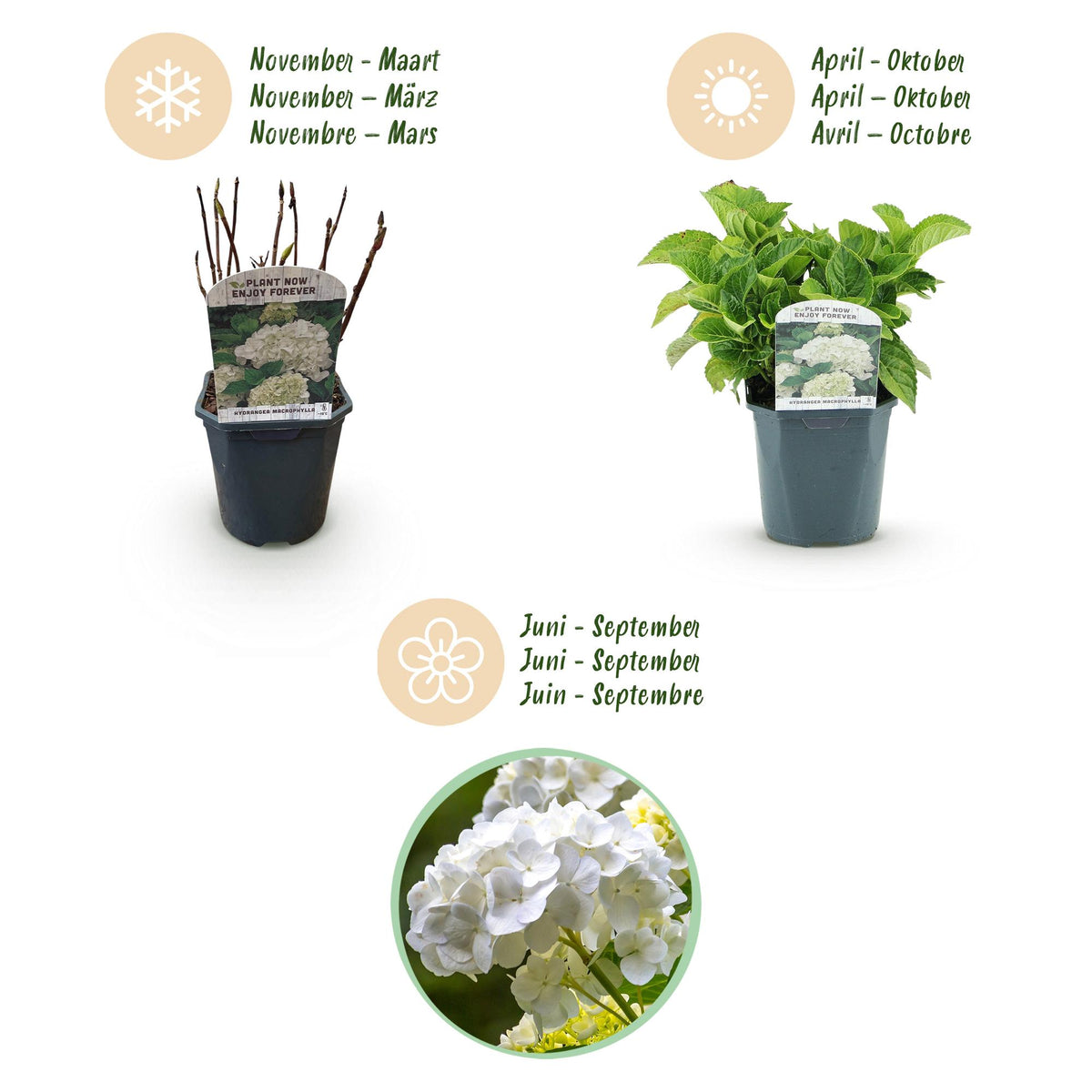 Green boutiQ - Hortensia - Hydrangea macrophylla Bleu - Fleur Blanche - 1 Plante - Caduque - Entretien Facile - Pot 17cm Hauteur 30cm