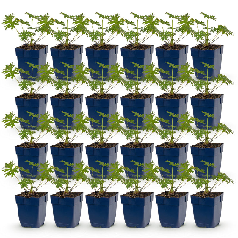 Green boutiQ - Vasteplant - Geranium Tricolour - Ooievaarsbek - Bodembedekkend - Paars - Roze - Wit - 24 Planten - Pot 11cm - Hoogte 15-25cm