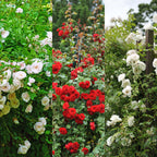 Green boutiQ - Rosier grimpant - Rosa Tricolour - Fleurs roses, blanches et rouges - Peu d'entretien - 3 plantes - Pot 11cm Hauteur 40cm