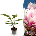 Green boutiQ - Plante de jardin - Magnolia soulangeana - Fleur rose - 1 plante - Caduc - Peu d'entretien - Pot 12 cm Hauteur 30 cm