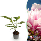 Green boutiQ - Plante de jardin - Magnolia soulangeana - Fleur rose - 1 plante - Caduc - Peu d'entretien - Pot 12 cm Hauteur 30 cm