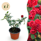 Green boutiQ - Rosier - Rosa Rote The Fairy - Rose - Rustique - Rouge - 3 Plantes - Pot 12cm - Hauteur 20-25cm