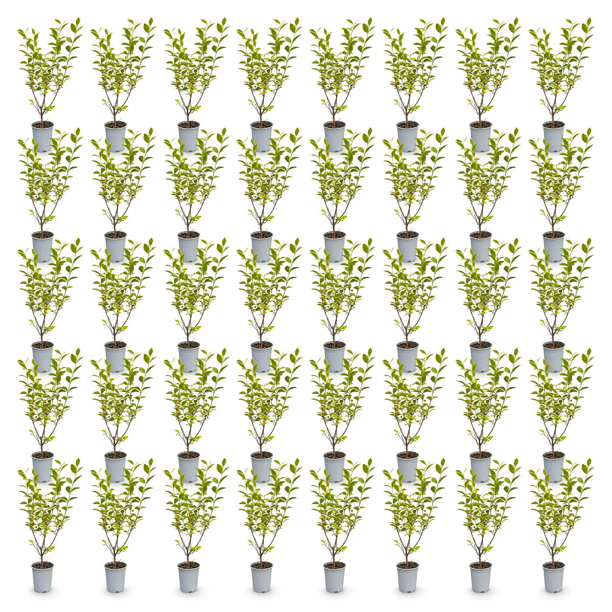 Green boutiQ - 40x Ligustrum ovalifolium Aureum - Bontbladige Liguster - Haagplanten - Groenblijvend - Bont - Pot 9cm - Hoogte 35-45cm