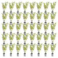 Green boutiQ - 40x Ligustrum ovalifolium Aureum - Bontbladige Liguster - Haagplanten - Groenblijvend - Bont - Pot 9cm - Hoogte 35-45cm