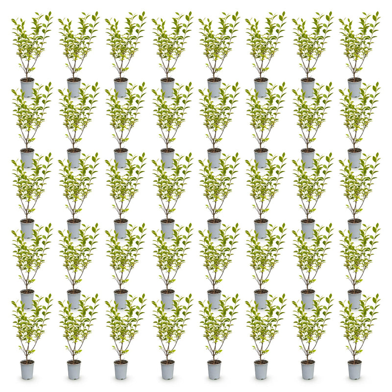 Green boutiQ - 40x Ligustrum ovalifolium Aureum - Bontbladige Liguster - Haagplanten - Groenblijvend - Bont - Pot 9cm - Hoogte 35-45cm