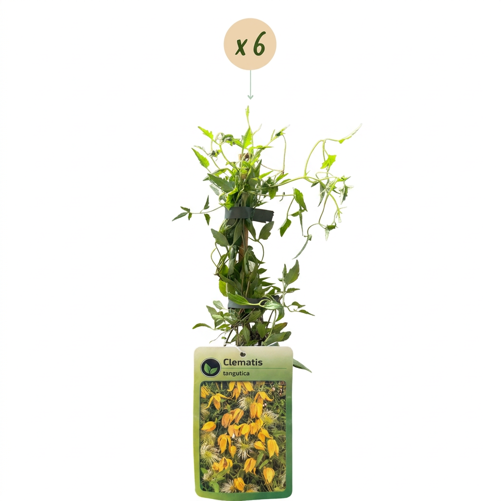 6x Clematis tangutica - Golden clematis - Yellow - Climber - Ø9cm - ↕35cm