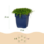 Green boutiQ - Stauden - Isotoma fluviatilis - Sternblume - Steingartenpflanzen - Hellblau - 24 Pflanzen - Topf 11cm - Höhe 15-25cm