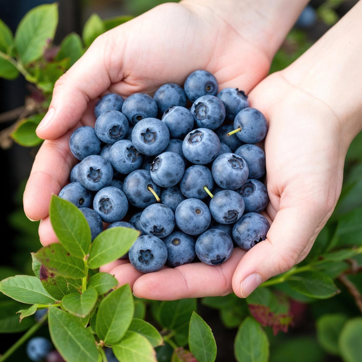 Green boutiQ - Plants fruitiers - Myrtille - Vaccinium corymbosum Bluegold - Rustique - 3 plants - Pot 9 cm - Myrtille