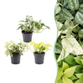 3x Epipremnum Tricolour - Yellow - Green - Cream - Tropical - Ø6cm - ↕20-25cm