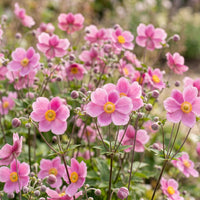 Green boutiQ - Vasteplant - Anemone hup. Splendens - Herfst Anemoon - Schaduw - Donker Roze - 1 Plant - Pot 11cm - Hoogte 15-25cm