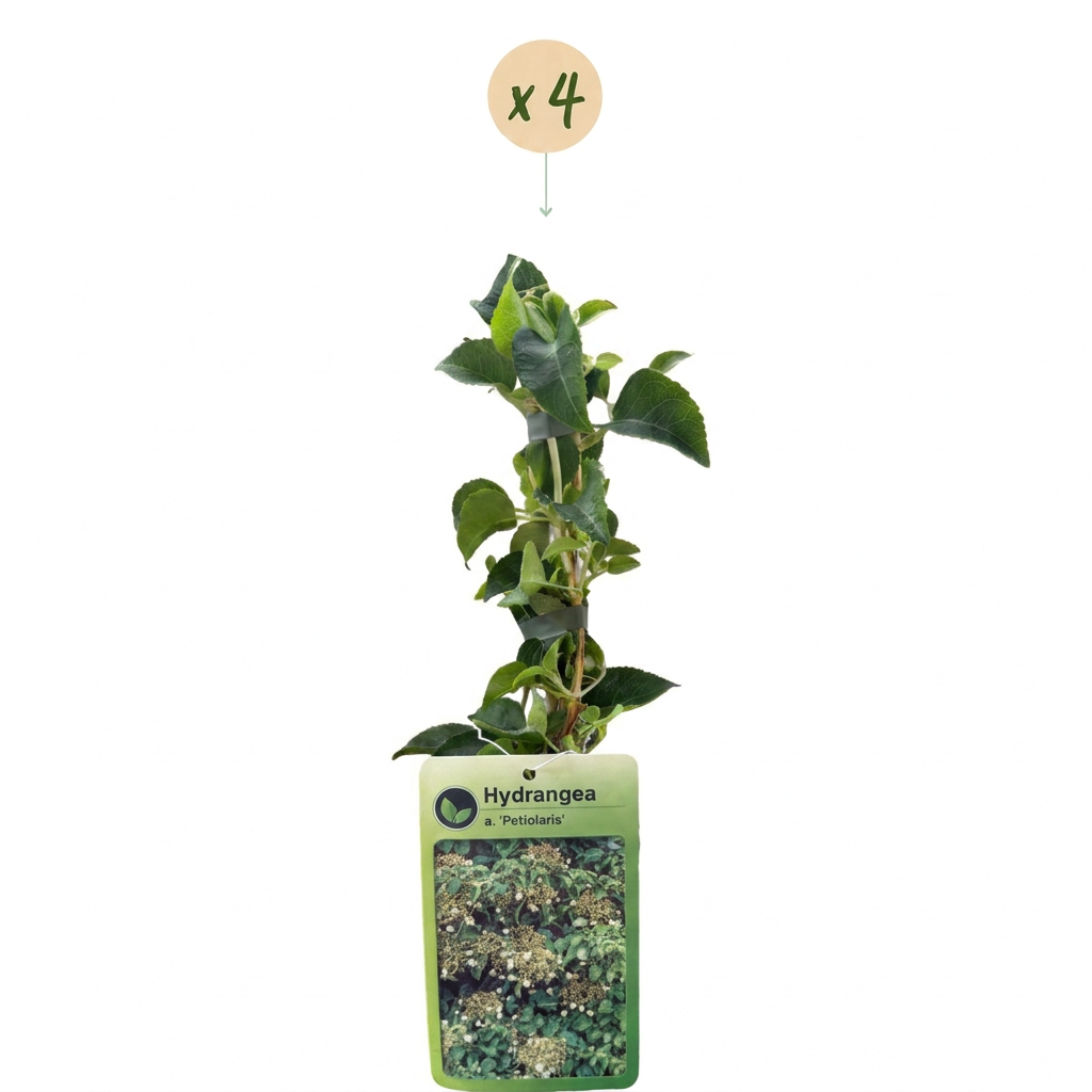 4x Hydrangea a. Petiolaris - Climbing hydrangea - White - Climber - Ø9cm - ↕35cm