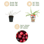 Green boutiQ - Obstpflanzen - Heidelbeere - Vaccinium macrophylla Early Black - Winterhart - 3 Pflanzen - Topf 9 cm - Dunkelrote Beere