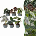 6x Baby Alocasia Familie - Red - Green - Black - Silver - Grey - Tropical - incl. Linnea Misty Blue - Ø6cm - ↕12cm