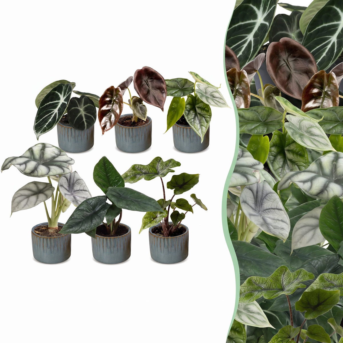 6x Baby Alocasia Familie - Red - Green - Black - Silver - Grey - Tropical - incl. Linnea Misty Blue - Ø6cm - ↕12cm