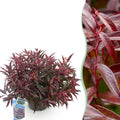 Green boutiQ - Plante de jardin - Leucothoe Burning Love - Rouge - 1 plante - Persistante - Peu d'entretien - Pot 17cm Hauteur 45cm