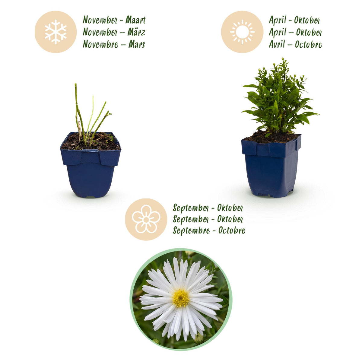 Green boutiQ - Stauden - Aster (D) Schneekissen - Strand-Aster - Bienen- und Schmetterlingsmagnet - Weiß - 24 Pflanzen - Topf 11cm - Höhe 15-25cm