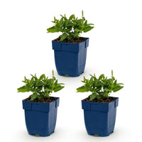 Green boutiQ - Vasteplant - Salvia nem. Sense Deepl Blue - Salie - Bijen en Vlinderlokkers - Paars - 3 Planten - Pot 11cm - Hoogte 15-25cm