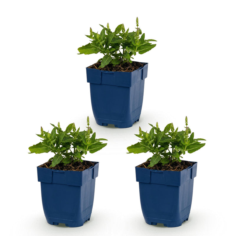Green boutiQ - Vasteplant - Salvia nem. Sense Deepl Blue - Salie - Bijen en Vlinderlokkers - Paars - 3 Planten - Pot 11cm - Hoogte 15-25cm
